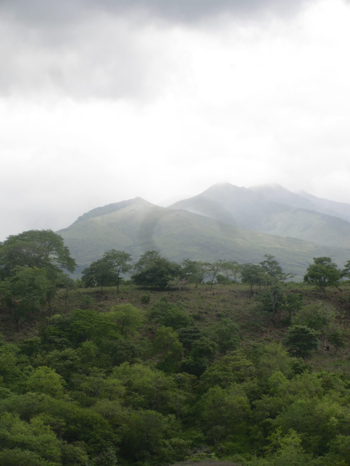 Misty green mountains rising above the forest