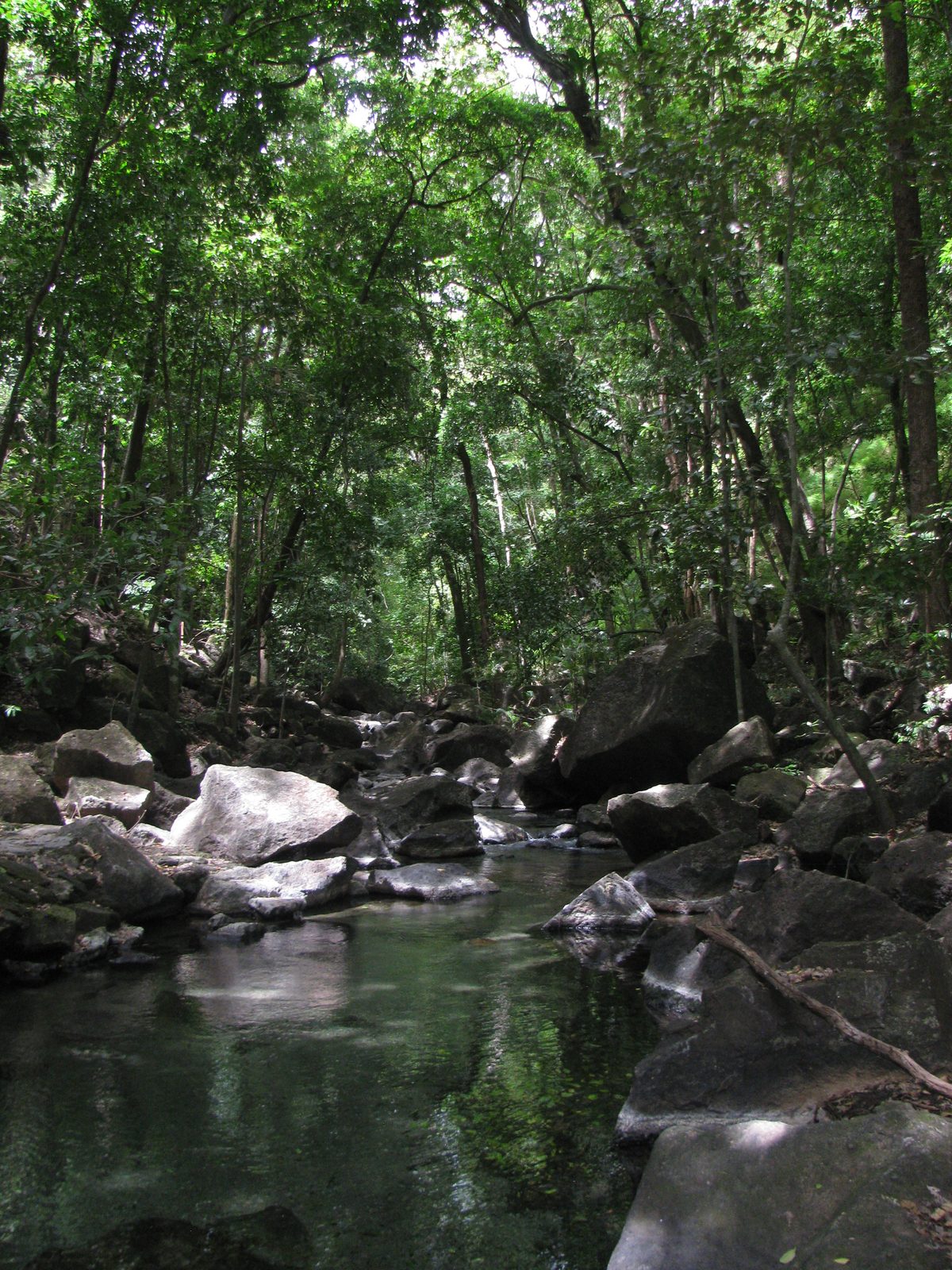 Sunlight breaking through a dense jungle canopy